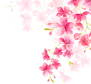 cherry-blossom-300.png cherry-blossom-300.png