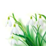 flower-100.jpg flower-100.jpg