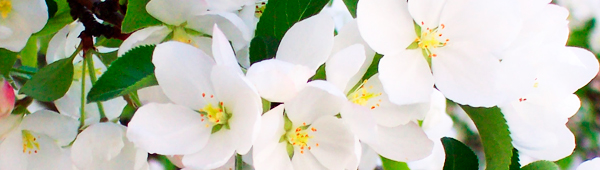 banner-spring-3.jpg banner-spring-3.jpg
