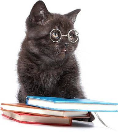 cat.jpg cat.jpg