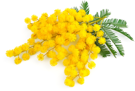 mimosa2.png mimosa2.png