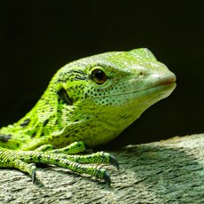 Biology