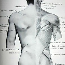 Human Body